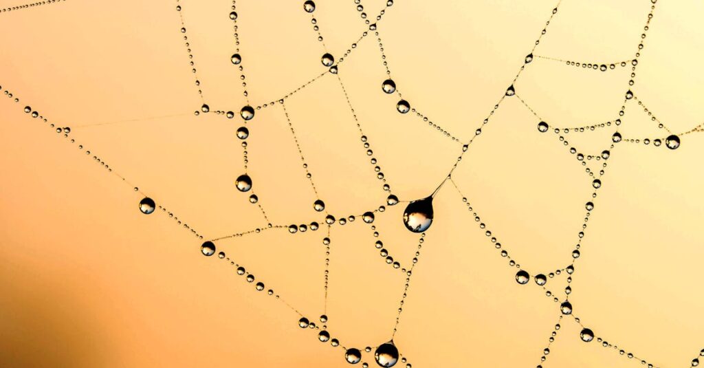 pexels-photo-276205-276205 Close-up of a spider web with dew drops glistening in sunlight, creating a natural pattern.